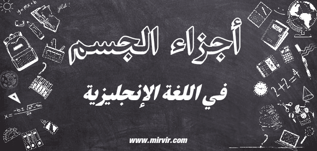 أجزاء الجسم
